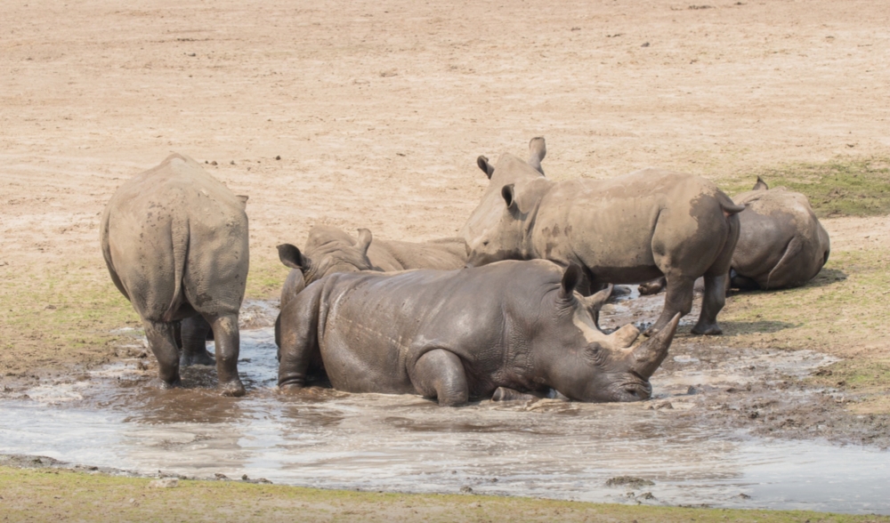 Safari bij de Beekse Bergen