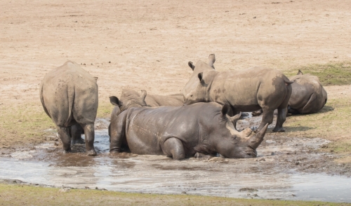 Safari bij de Beekse Bergen